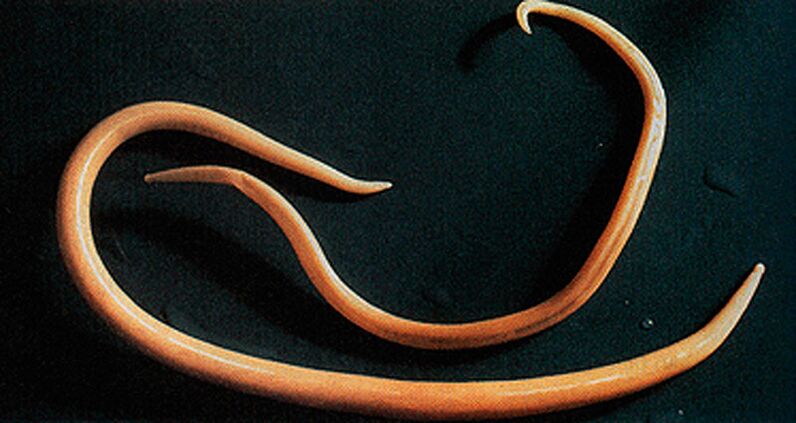 Parazitický červ, ktorý sa môže dostať do ľudského tela