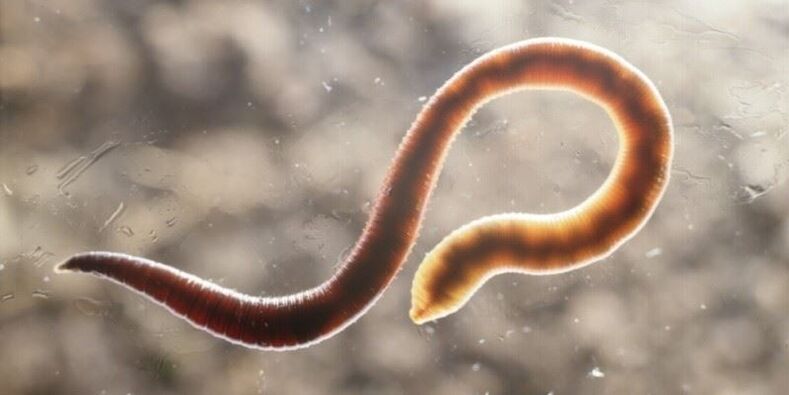 ľudský pinworm červ
