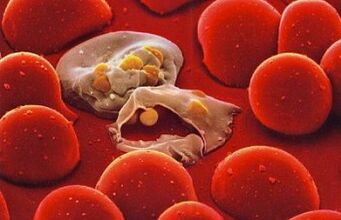 malárie plazmodium v ​​ľudskom tele